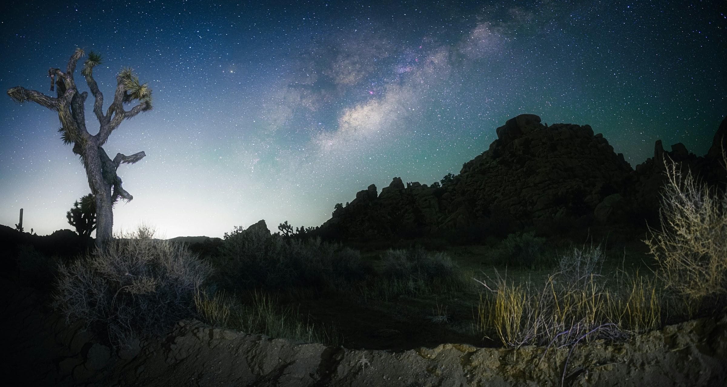 The Milky Way over a Joshua tree in the desert